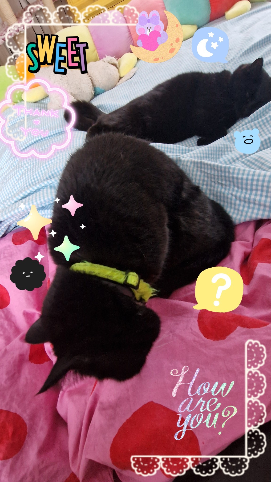 Njord, a black and white cat, sitting in the foreground of the image, looking down at something. In the background is Kalma, a black cat, lying down, sleeping. They're on a bed with pink sheets and a white-and-blue checkered cover. Different graphics have been edited in, text that reads 'sweet' and 'how are you'.