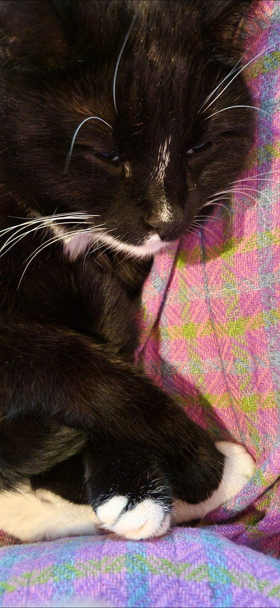 Closeup of Njord, a black and white cat, from the chest up, though her paws are gathered together in front of her. She's lying on a skirt in different pastel colours.
