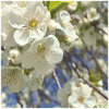 Cherry blossoms