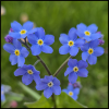 forget-me-not where the flowers make the shape of a heart