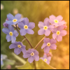 forget-me-not where the flowers make the shape of a heart