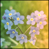 forget-me-not where the flowers make the shape of a heart