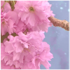 pink flowers