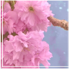 pink flowers