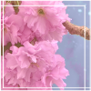 pink flowers