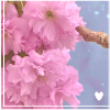 pink flowers