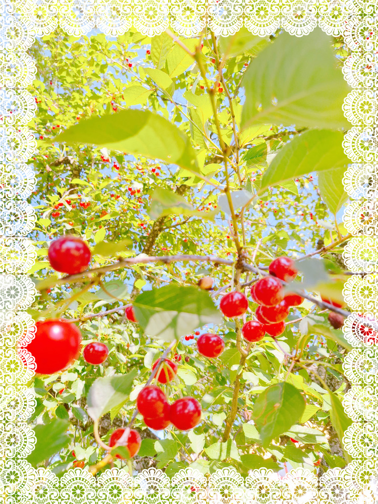 Cherry tree branches