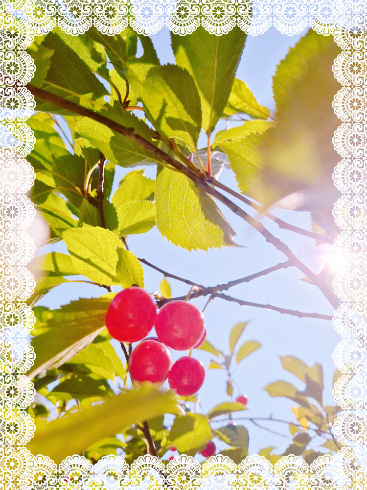 Cherry tree branches