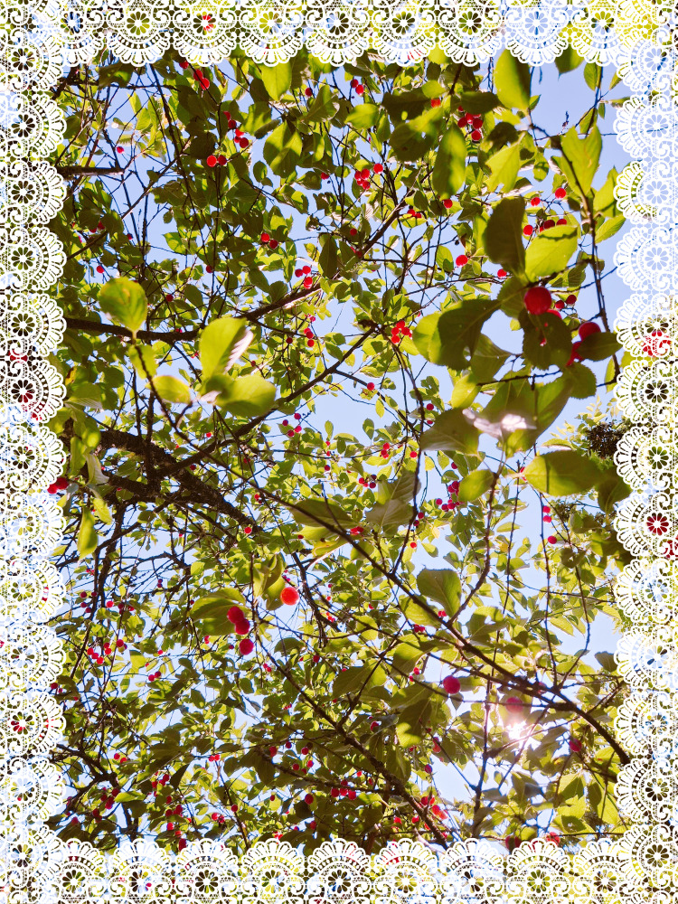 Cherry tree branches