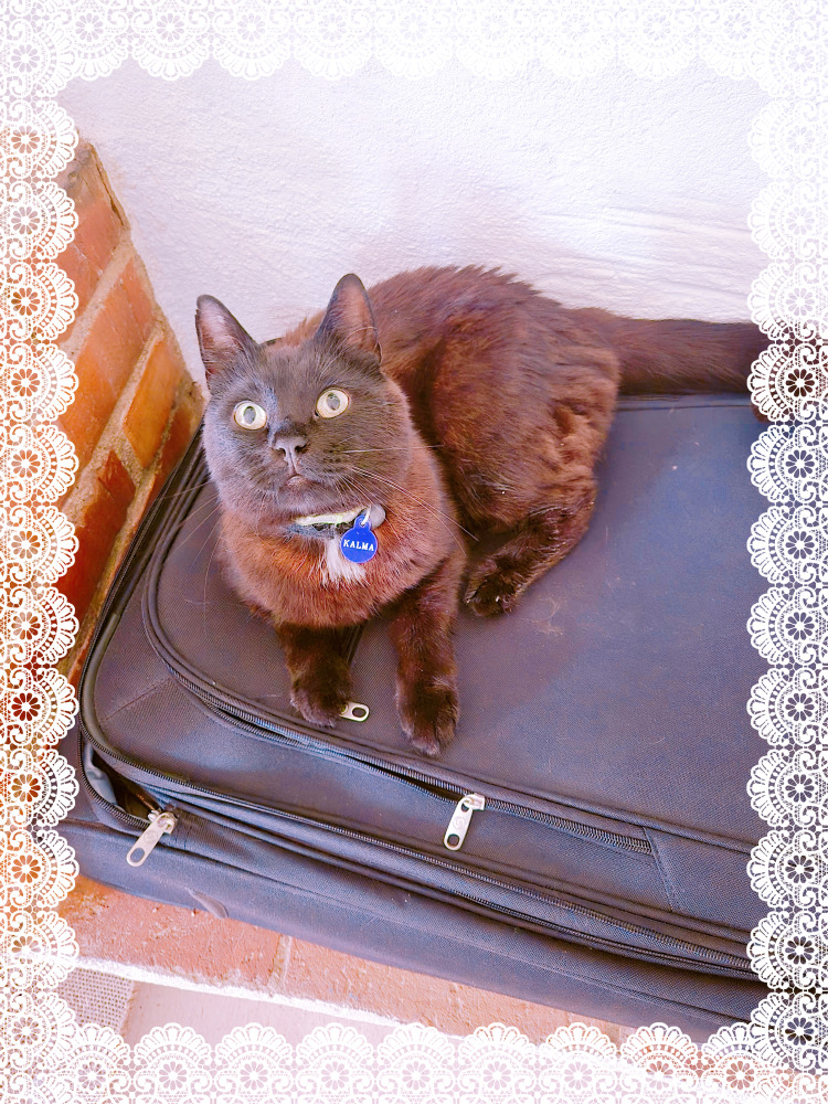 A black cat lies on a black suitcase, looking up,